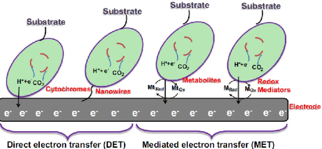 Figure 3 – Transference of electrons from bacteria to the anode can be performed directly, by DET  (through  membrane  proteins  or  nanowires),  or  indirectly,  by  MET  (through  chemical  mediators)
