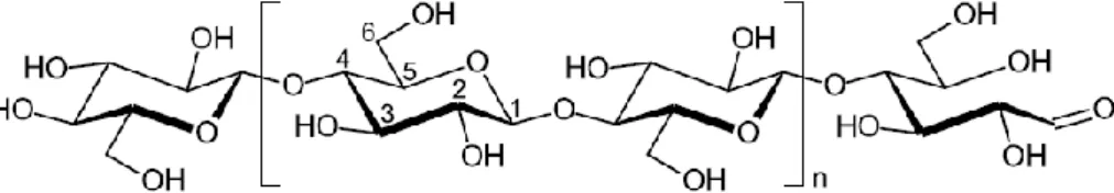 Figure 5 – Cellulose polymer, highlighting the cellobiose unit between brackets, as well as the non- non-reducing (left) and non-reducing (right) end groups