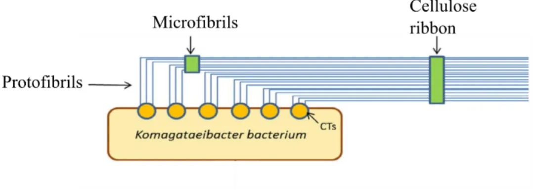 Figure 6 – Schematized process of BC production. Adapted from Cacicedo et al., 2015. 
