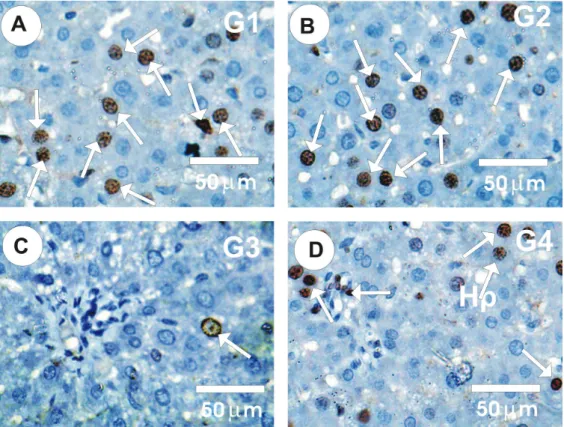 FIGURE 2  -  Photomicrographs of liver sections stained with KI67-ir in the different groups;  (A&amp;B) Liver section in control and  GSPE groups showed strong positive reaction (arrows) for Ki67-ir (grade 4) in hepatocyte nuclei; (C) Liver sections in Gl