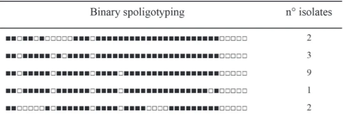 FIGURE 1  - Binary spoligotyping data of 17 Mycobacterium bovis isolates from lymph node samples collected from bovines with  macroscopic tuberculous-like lesions or positive skin test during postmortem inspection in an abattoir in the northwestern region 