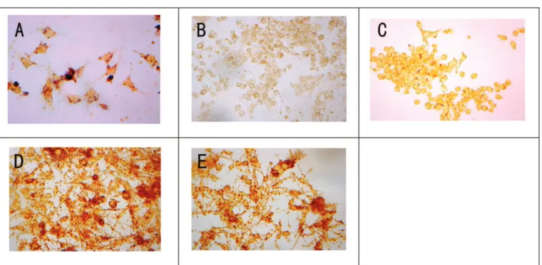 FIGURE 5  -  Effects of geraniin on bone resorption in OLC-OB co-culture system. Geraniin (10 -11 -10 -8  mol/L) concentration- concentration-dependently inhibited the resorption areas (A) and the number of resorption pits (B) per bone slice