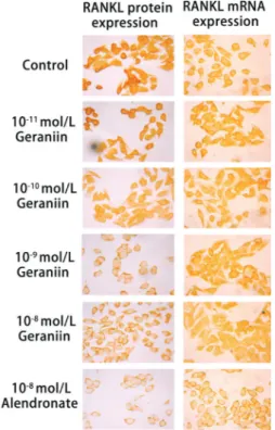 FIGURE 9  - Representative images of immunocytochemistry  staining for RANKL protein expression (A) and in situ  hybridization staining for RANKL mRNA expression(B)