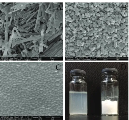 FIGURE 1  - Characterization of DTX, DTX-BSA-NPs and DTX-BIO-BSA-NPs. Scanning electron microscopic images of (A) raw  docetaxel (magnification: 5000×)