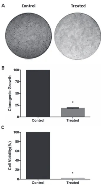 FIGURE 4  - Representative pictures (A) and measurement (B)  of the effect of E. uniflora aqueous crude extract (7.8 mg/mL) on  the clonogenic capacity of SiHa cells for 24 hours of treatment