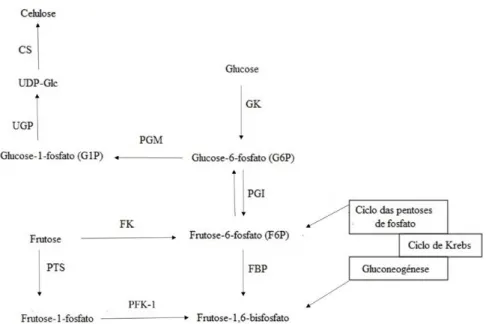 Figura  4:  Via  bioquímica  de  síntese  de  celulose  bacteriana;  GK  (hexocinase),  PGM  (fosfoglucomutase),  UGP  (pirofosforilase  de  uridina  difosfato  glucose)  e  CS  (celulose  sintase)  são as enzimas envolvidas no processo (adaptado de (34))