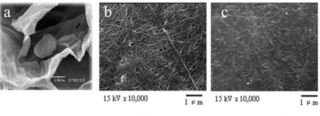 Figura  8:  Imagens  SEM  da  aplicação  de  compósitos  de  BC  e  alginato  na  estimulação  do  crescimento  de  culturas  de  fibroblastos  de  gengiva  humana  (a)  e  comparação  da  superfície  de  membranas de BC (b) e BC-alginato (c) (adaptado de 