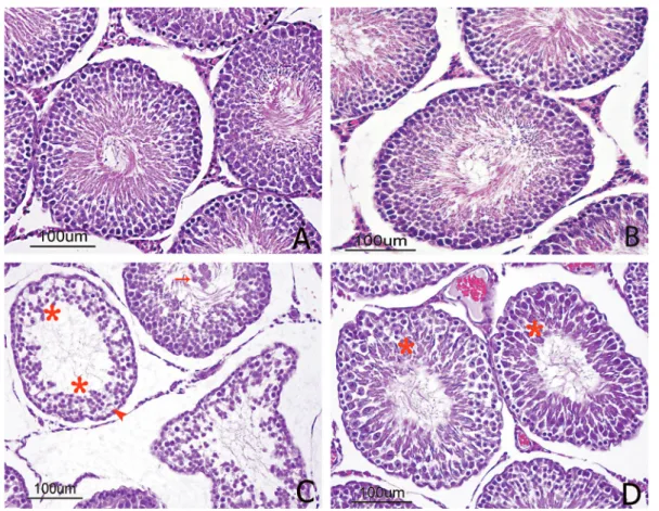 FIGURE 1  -  Histopathological appearance of cross-sections of the rat testes. (A) Control and (B) SMN groups showed normal  seminiferous tubule morphology and spermatogenic cells in advanced stages