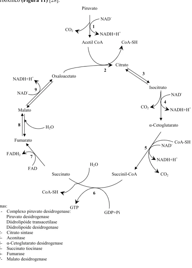 Figura 11 – Ciclo de Krebs ou ciclo do ácido tricarboxílico 