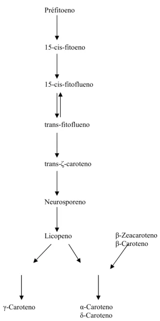 Figura 17 – Biossíntese dos carotenóides: biossíntese do licopeno e carotenos 