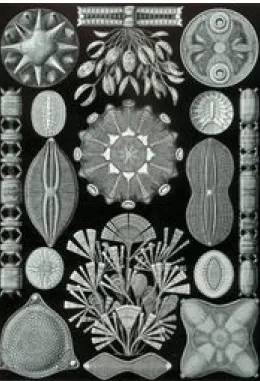 Fig. 1.10 -  Reproduções das imagens raras de Haeckel dos esqueletos de sílica. 