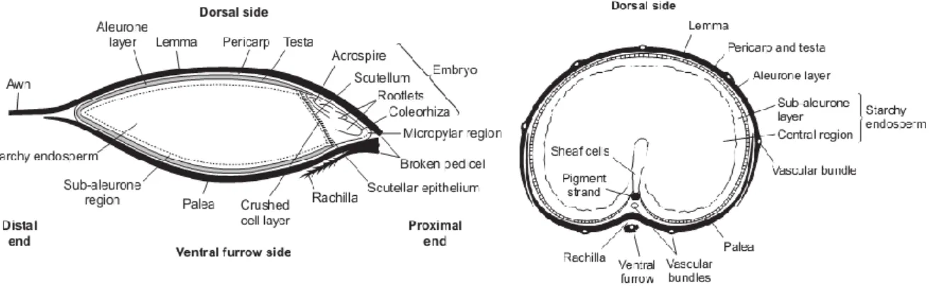 Figura 2 – Esquema de um corte longitudinal de um grão de  cevada (7) 