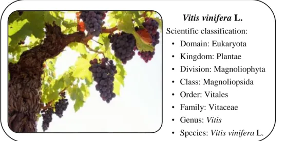 Figure 1: Botanical classification of the domesticated grapevine (Keller, 2015). 