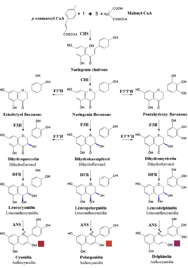 Figure  4: The  basic  upstream  flavonoid  pathway,  ending  in  the  biosynthesis  of  coloured  anthocyanidins  in  V