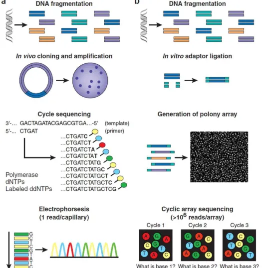 Figure  8:  Workflow  of  (a)  conventional  versus  (b)  “second-generation”  sequencing  methods  (Shendure  and  Ji,  2008)