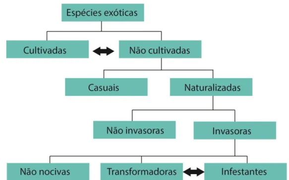 Figura 2 - Esquema hierárquico de classificação das plantas exóticas (adaptado de Pyšek et al.,2004)