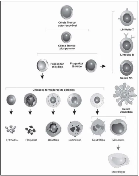 Figura  1.  Painel ilustrando a origem das diversas linhagens de células que compõem o sistema  imunológico