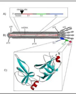 Figura  4.  Estrutura  do  fago  filamentoso.  A)  Composição  do  gene  III,  que  codifica  para  a  proteína  de  superfície  pIII,  mostrando  o  sítio  de  ligação  de  clonagem para introdução do gene adicional