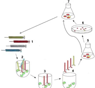 Figura  5.  Esquema  representativo  do  processo  de  biopanning.  1) Biblioteca  de  fagos
