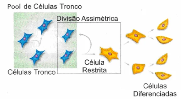 Figura  1.  Representação  esquemática  da  propriedade  das  células-tronco  de  se  dividirem  e  permanecem indiferenciadas ou se diferenciam e amadurecem