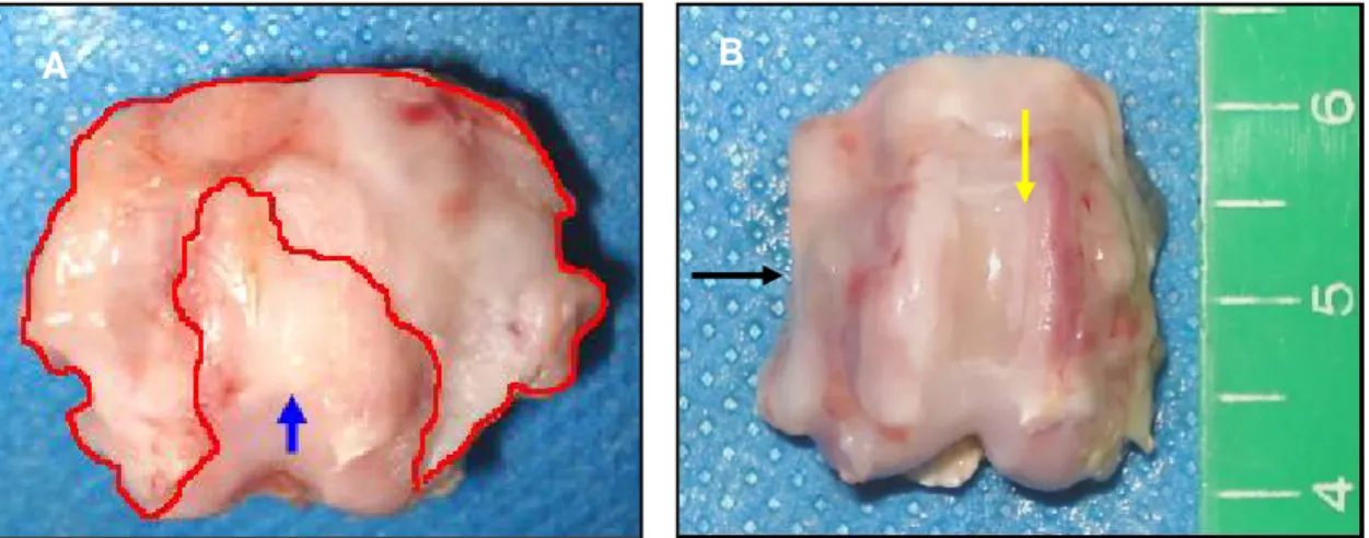 Figura 8. Sulco troclear femoral do CT2 e CT3 tratados com células mononucleares, após 45 dias de  PO