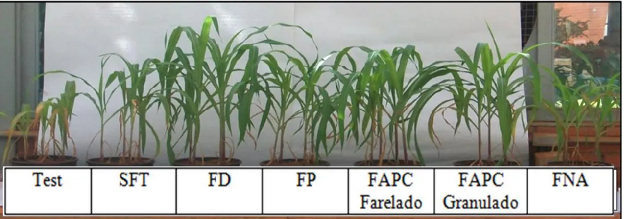 Figura  2.  Plantas  de  milho  aos  31  dias  após  semeadura  em  um  Latossolo  Vermelho  distrófico aos 35 dias após aplicação de diferentes fontes fosfatadas na dose  de 200 kg ha -1  de P 2 O 5 