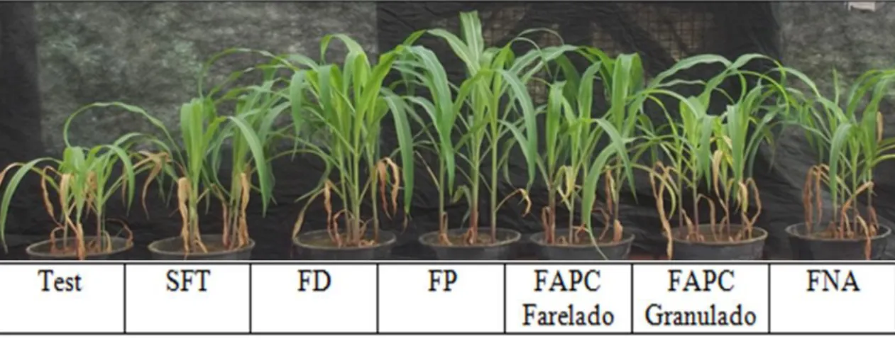 Figura 4. Plantas de milho aos 31 dias após a semeadura em um Latossolo Vermelho  distrófico aos 89 dias após aplicação de diferentes fontes fosfatadas na dose  de 200 kg ha -1  de P 2 O 5 