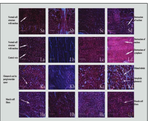 FIGURE 3  -  Study of Histological changes of Stomach( S ), Liver ( L ), Kidney ( K ) and Heart ( H ) of Rats:  Sa, Sb, Sc, and Sd are  Control, 75 mg of pure etodolac, 50 mg and 75 mg of equal quantity of etodolac in ELGKMs respectively;  La, Lb, Lc and L