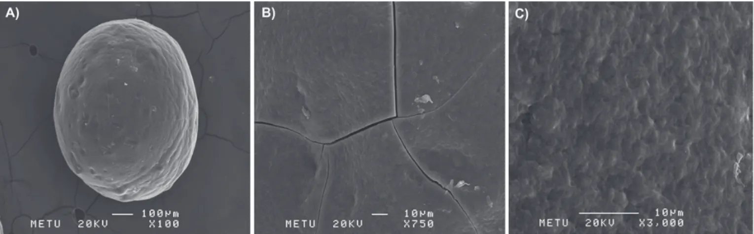 FIGURE 1  - Scanning electron micrographs of F2 coded chitosan microspheres before dissolution test: (A) general appearance  and surface morphology (B, C).