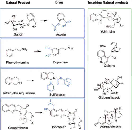 FIGURE 1  - Examples of natural products (NP) as sources of drugs (blue rectangle) and NP-inspiring compounds (green rectangle).
