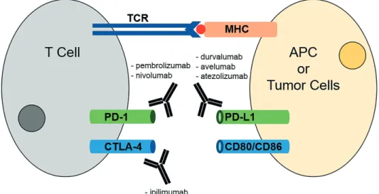 FIGURE 5  – MAbs targeting immune checkpoints. The recognition of tumor cells by antigen presenting cells (APCs) leads to T cell  activation by MHC-antigen interactions with T-cell receptors