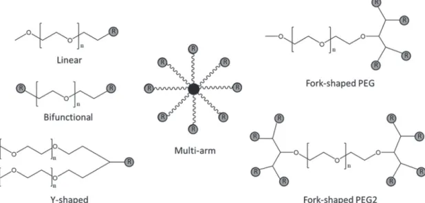 FIGURE 3  - Reactive PEGs used in PEGylation reactions. R represents functional groups of PEG derivatives