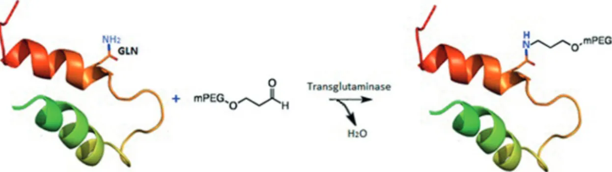 FIGURE 8  -  Site-specific PEGylation of protein with transglutaminase (TGase) strategy, where GLN residue are PEGylated in the  presence of TGase