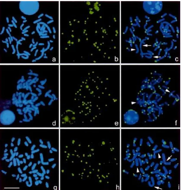 Fig.  2.  In  situ   hybridization  of  the  sheep   centromeric  ·-satellite  1  sequence  (green  hybridization  signal,   centre   and   right  pictures) to metaphase  chromosomes (counterstained  blue with  DAPI,  left,  and  shown  with  overlay  of  