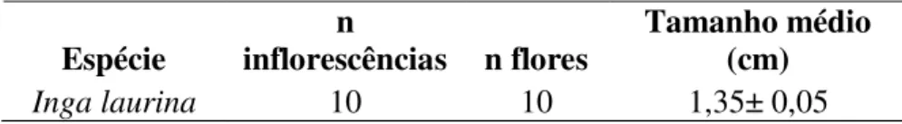 Tabela 1: Número de inflorescências coletadas, flores isoladas e tamanho médio dessas  flores de Inga laurina