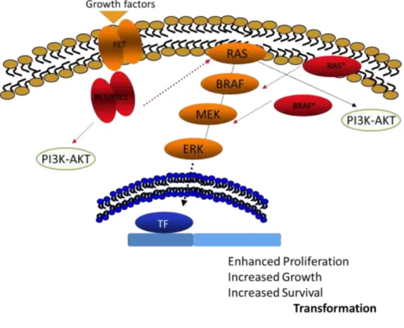 Figure 1.4: Schematic representation of PI3K-AKT and MAPK-ERK pathways. The  small GTPase  protein  RAS  when  activated  by,  for  example,  growth  factors  and  receptor  tyrosine  kinases  (RTK),  changes  from  the  inactive  RAS-GDP  to  the  active 