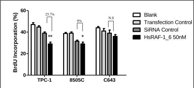 Figure  3.4:  BrdU  analysis  after  RNAi  treatment  in  thyroid  cancer  cells.  RAF-1  silencing  using  HsRAF-1_6  siRNA  induces  a  significant  (*p<0.5;  **  p  <0.01;  ***-p<0.001)  decrease  in  BrdU  incorporation  in  comparison  to  th