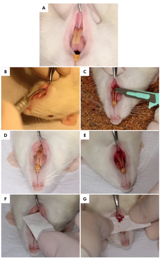 Figure 1. A – Rat labial frenum before surgery; B – Labial frenectomy being performed by high-power diode laser; C- Labial  frenectomy being performed by scalpel; D – Rat labial frenum immediately after frenectomy performed by diode high-power laser; 