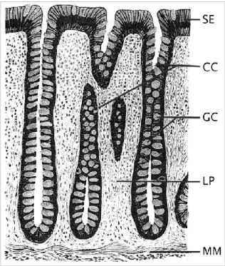 Figure  1.3  –  Morphology  of  normal  colon  tissue.  SE  –  surface  epithelium,  CC  –  colon  crypts,  GC  –  goblet  cells,  LP  –  lamina    propria,  MM  –  muscularis  mucosa  (MM)