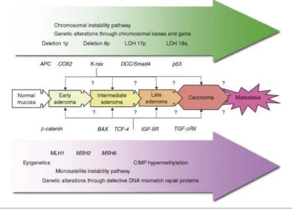 Figure  1.4  -  Characteristics  of  the  two  major  pathways  in  colorectal  carcinogenesis:  CIN  pathway  and  MIS pathway