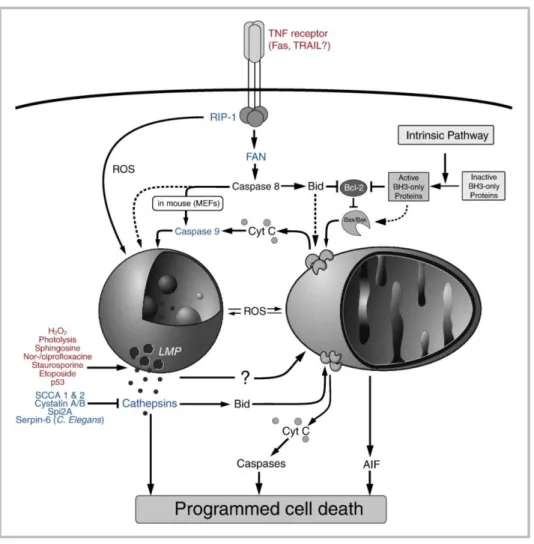 Figure 1.5 – Lysosomal involvement in cell death signalling. Stimuli that induce LMP are printed in red
