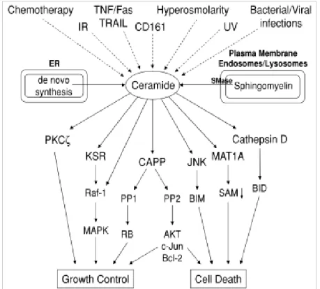 Figure 1.8 – Second messenger action of ceramide. Adapted from (Morales et al., 2007) 