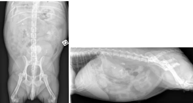 Figura  10.  Radiografias  ventro-dorsal  e  latero-lateral  que  revelam  múltiplos  cálculos  tanto  a  nível  renal,  como  ureteral e vesical (Imagens gentilmente cedidas pelo CHV Frégis).