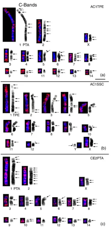Fig.      2.    PTA    and   TPE    karyotypes  constructed   based    on   representative   in    situ hybridizations   of    different   variants   of    the   sequences   from   the   three   species,  speciﬁcally: AC1TPE  on  PTA chromosomes (a),   AC1