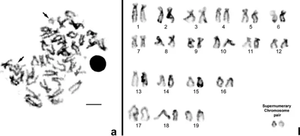 Fig. 1. Examples of  a  2n  ¼ 40  hyperdiploid C. edule metaphase  (a)  and respective karyotype (b)  banded with the RE HaeIII