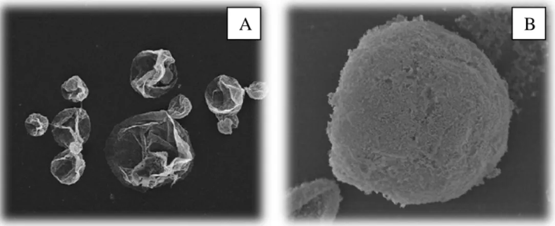 Figura 9 - Imagem SEM das microcápsulas obtidas usando fibrilas de ovalbumina (A) e lisozima (B)