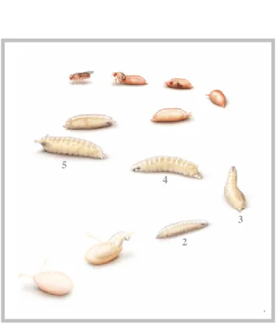 Figura  6.  Ciclo  de  vida  da  D.  melanogaster,  mostrando as  diferentes  etapas  do  desenvolvimento:  1  -  ovo;  2  –  larva  de  1º  estágio  (24h  após  a  ovoposição);  3  -  larva de 2º estágio (48h após a ovoposição); 4 - larva de 3º estágio (7