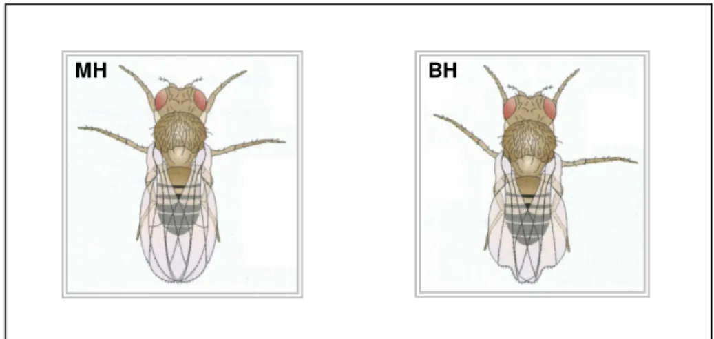 Figura 9. Esquema representativo de descendente MH, que apresenta asas com  bordas  normais;  e  de  descendente  BH,  caracterizado  por  apresentar  asas  com  bordas serrilhadas