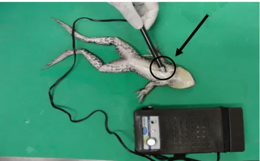 Figura 2: Fotografia do uso do Doppler para aferir os batimentos cardíacos em Lithobates  catesbianus