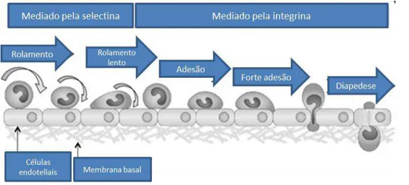 Figura  6:  Mecanismos  de  migração  dos  leucócitos  para  o  sítio  inflamatório.  Diapedese
